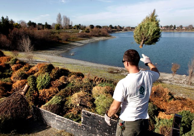 Recycling Christmas trees for fish habitat