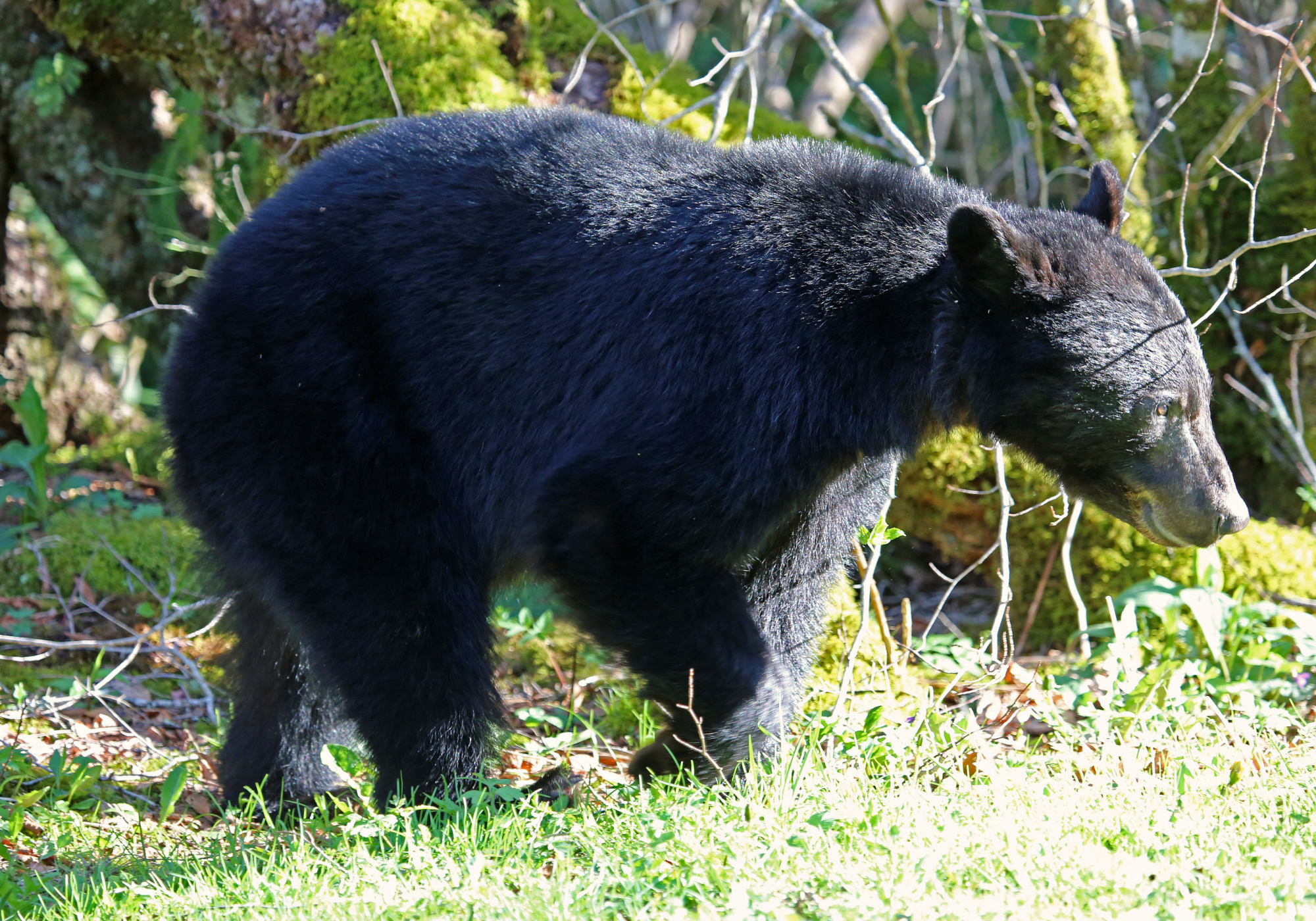 Conservation At Home - Bears (U.S. National Park Service)