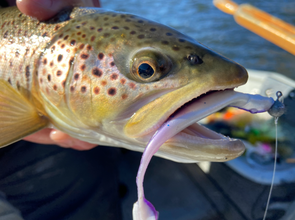 soft plastics for trout