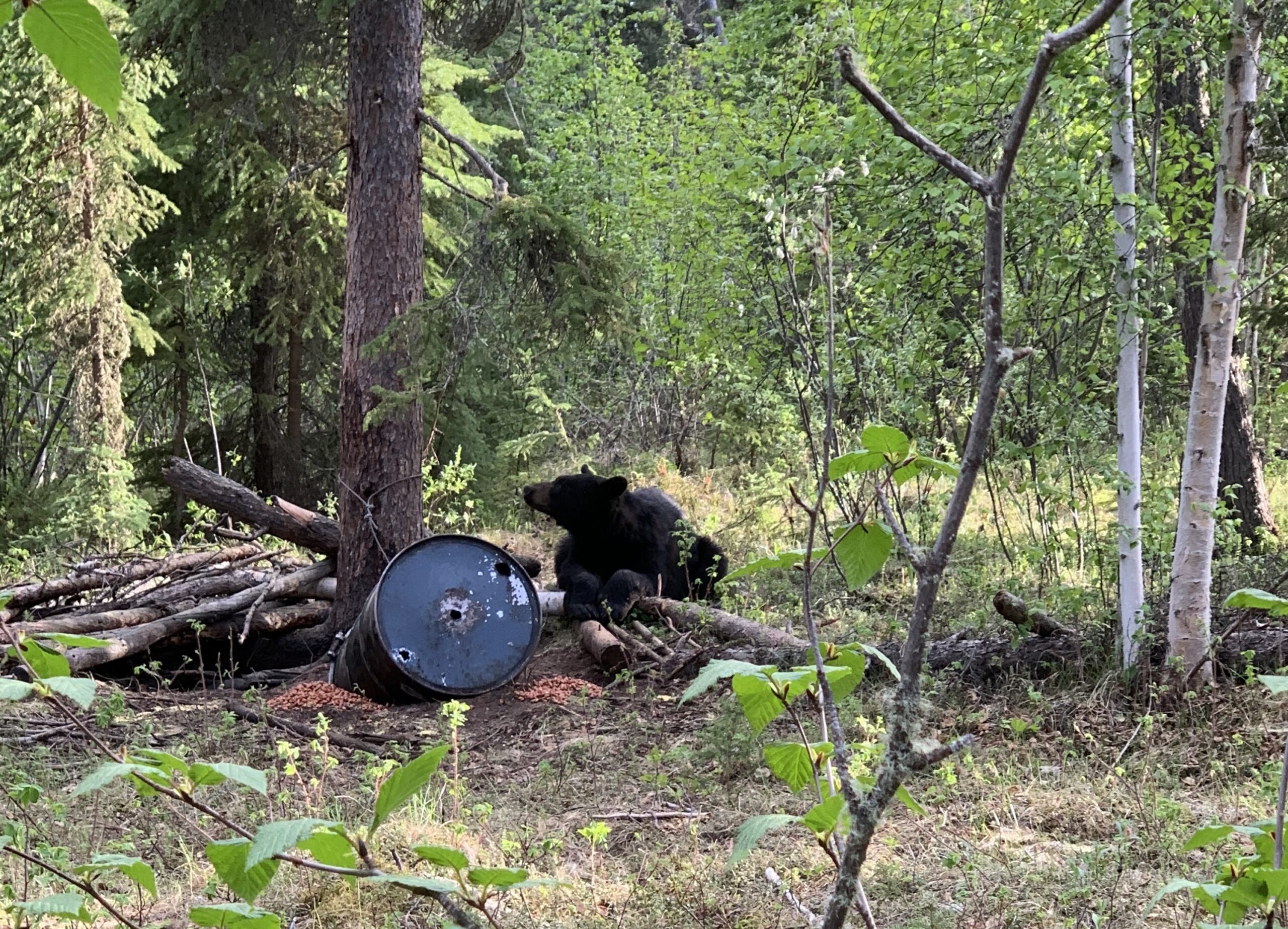 NPS Proposes to Reinstate Bear Baiting Ban in Alaska