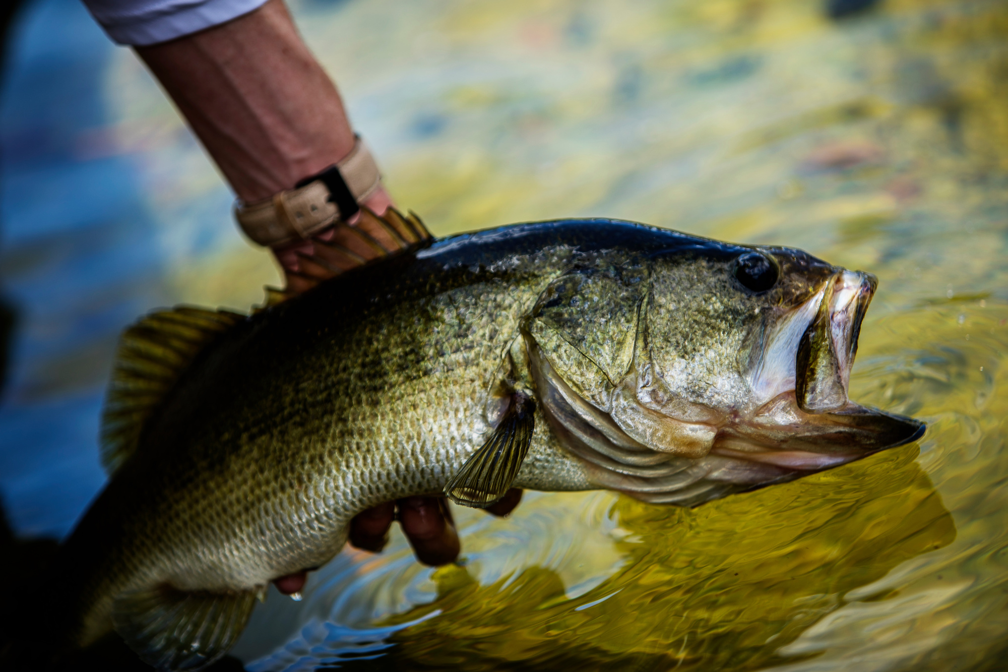 Freshwater: Anglers continue to reel in bass, especially along