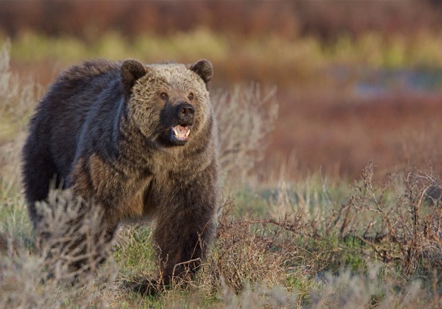 Wildlife groups sue feds over grizzly bears