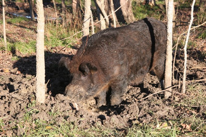 wyo braces for wild hog invasion