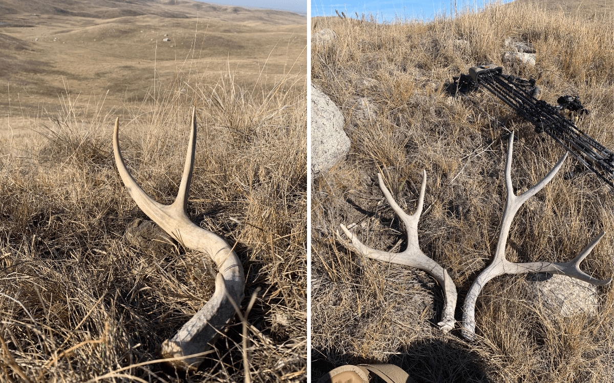 mule deer sheds