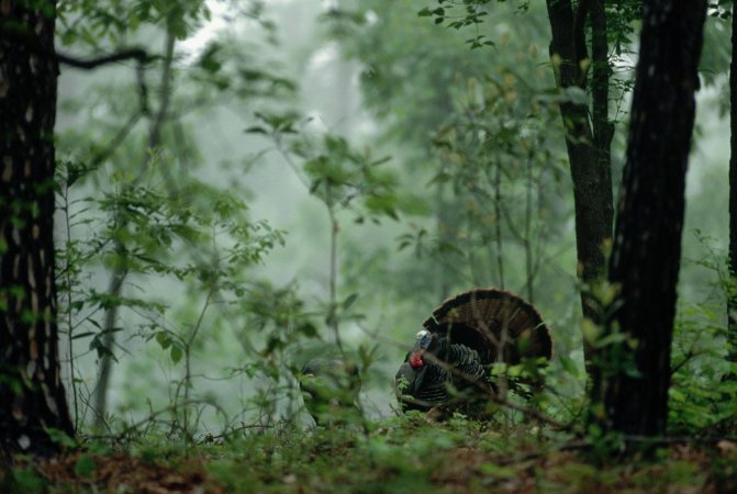 wild turkey hunting