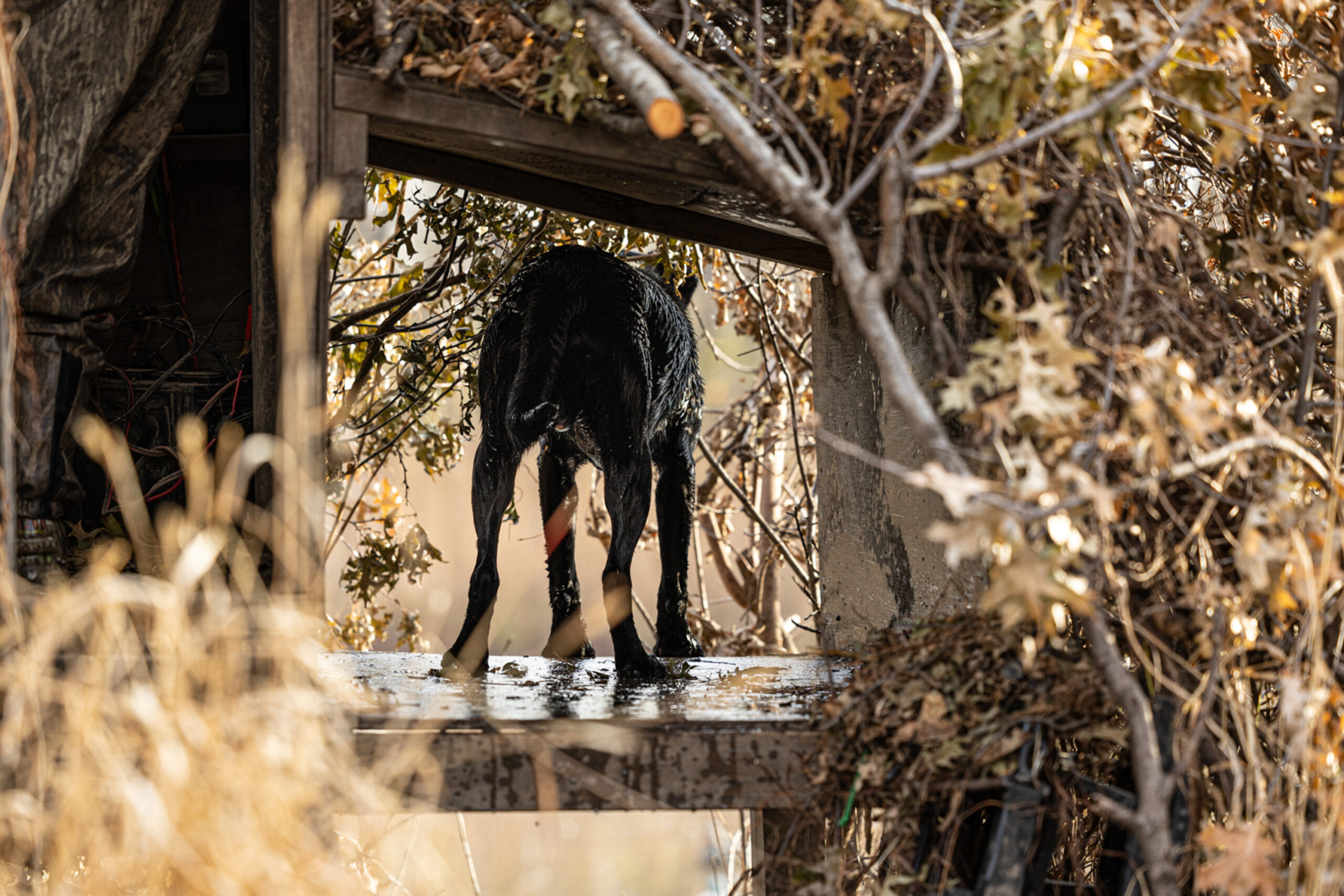 duck_dog_in_box-scaled.jpg