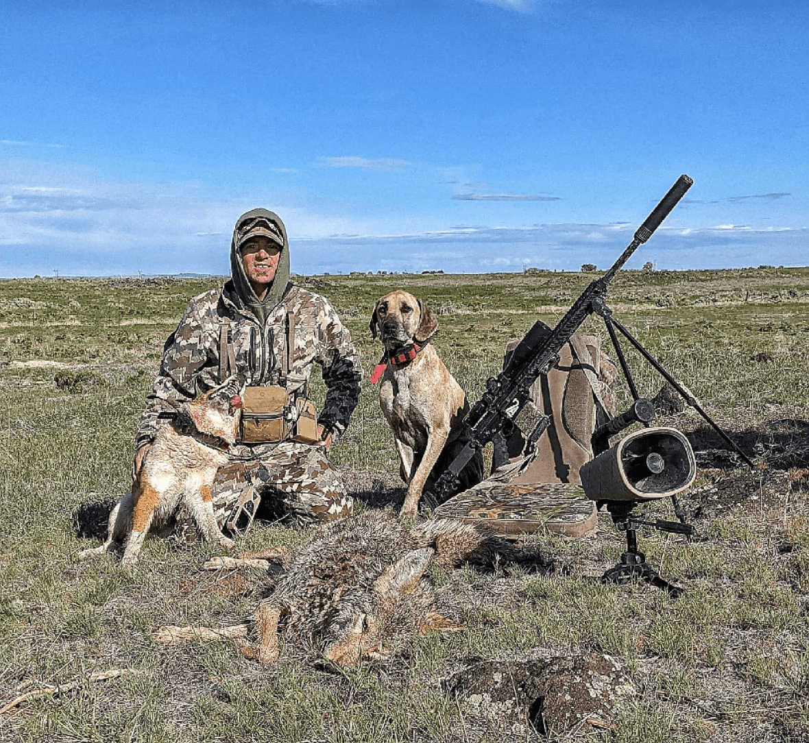 coyote hunting dogs 4