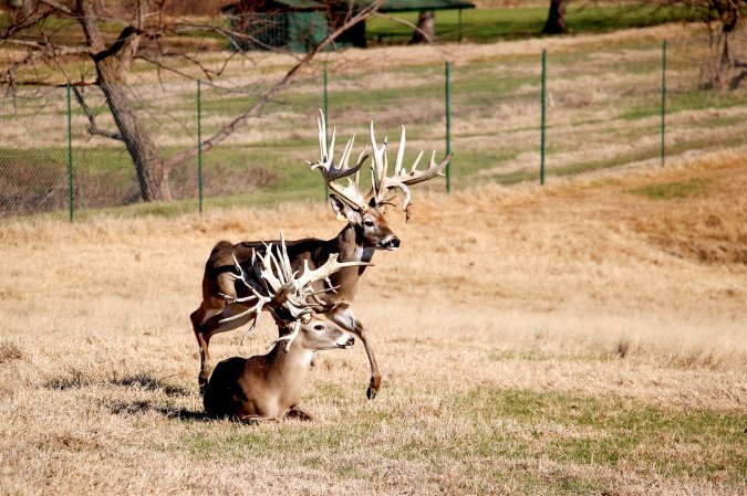 In the War Against CWD, Deer Breeders in Texas Are Being Cast as Both the Enemy and the Answer