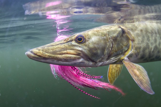 The Ultimate Guide to Spin Fishing for Fall Trout