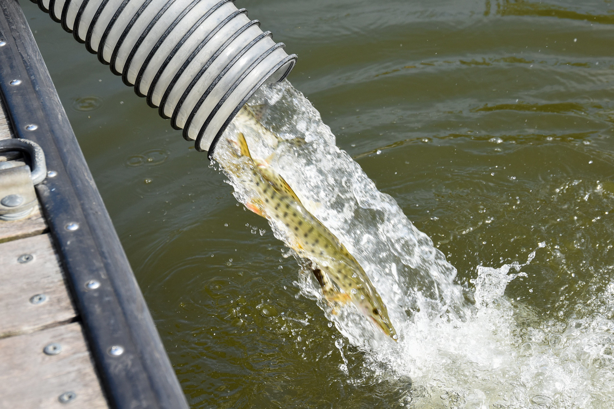 muskies fish of 10000 casts