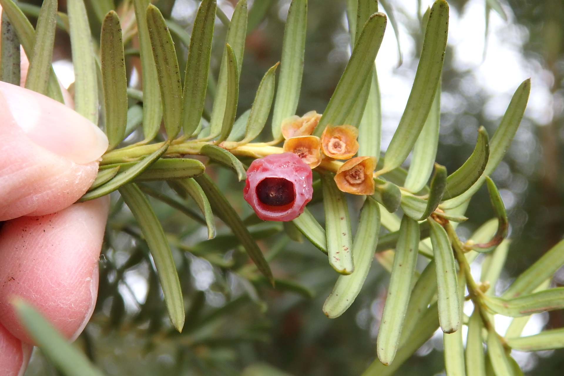 poisonous yew tree