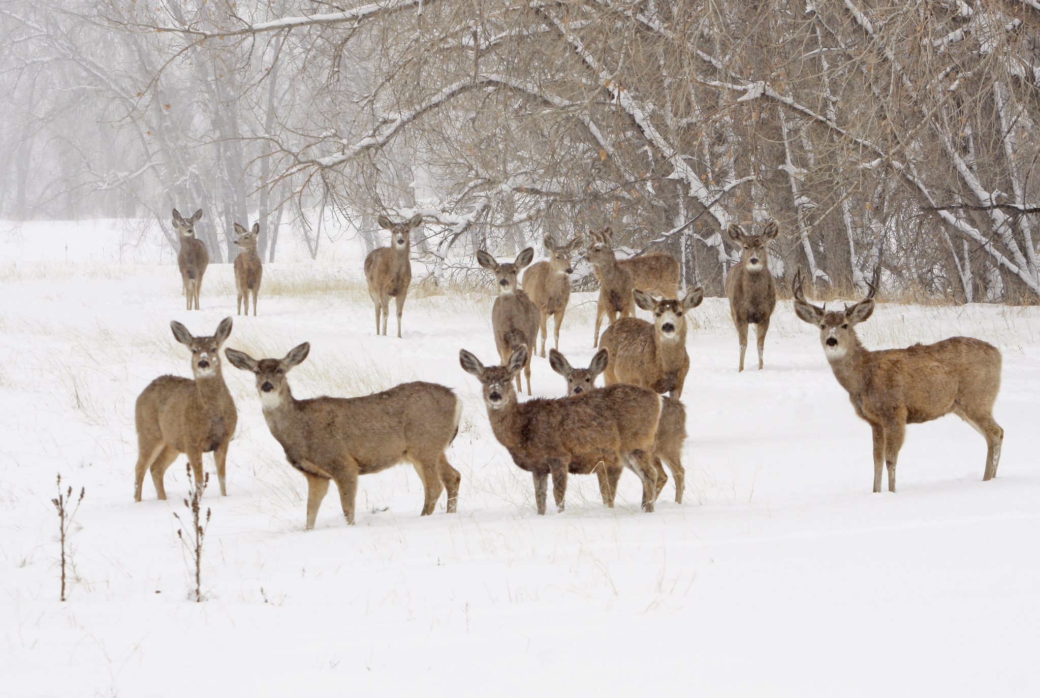 OUTDOORS: Winter survival a struggle and skill for deer - Newmarket News