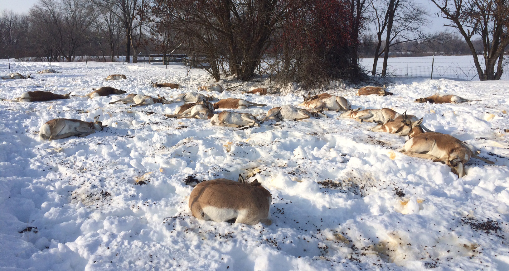 pronghorn killed by yew