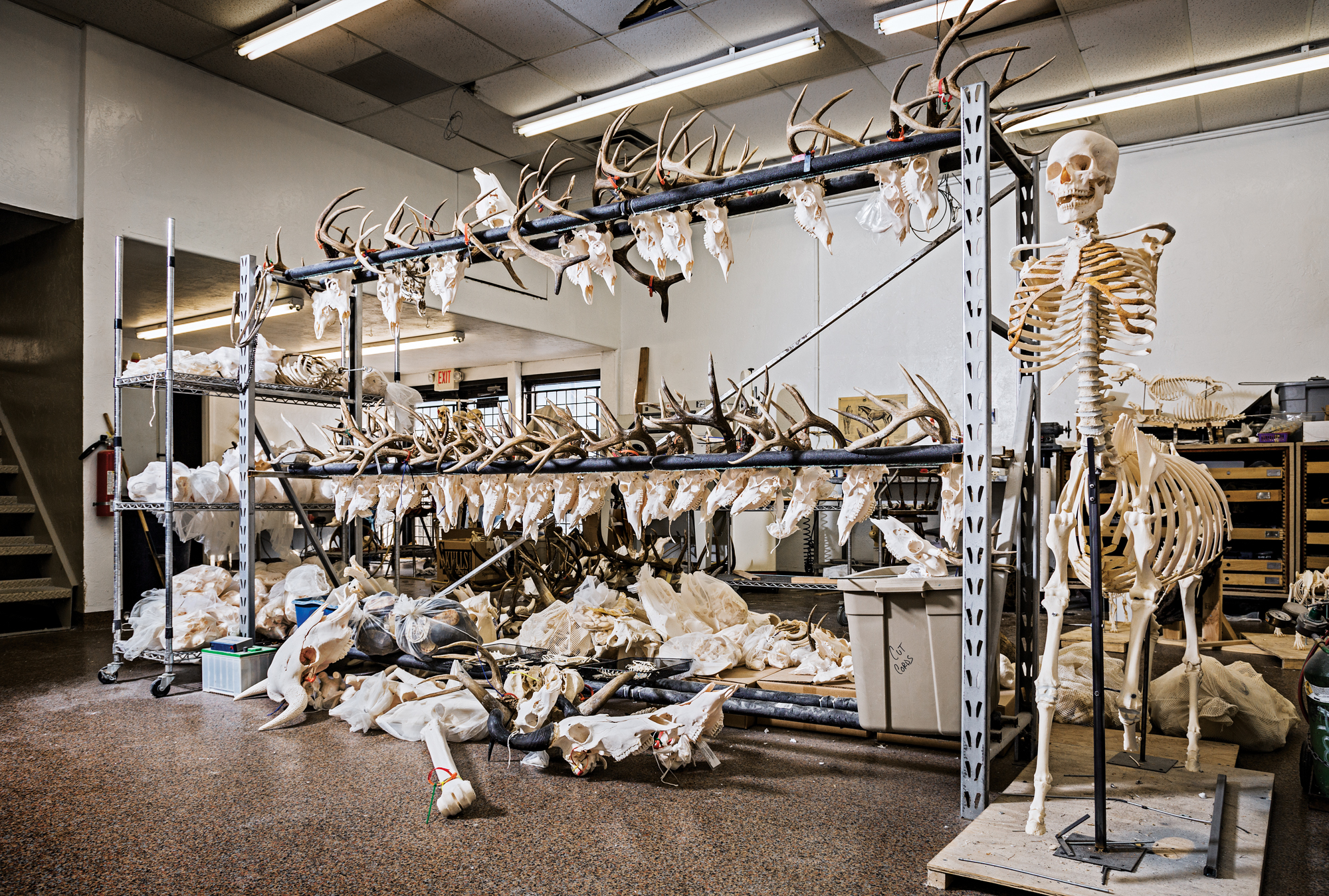 Skulls on shelves at Skulls Unlimited in Oklahoma.