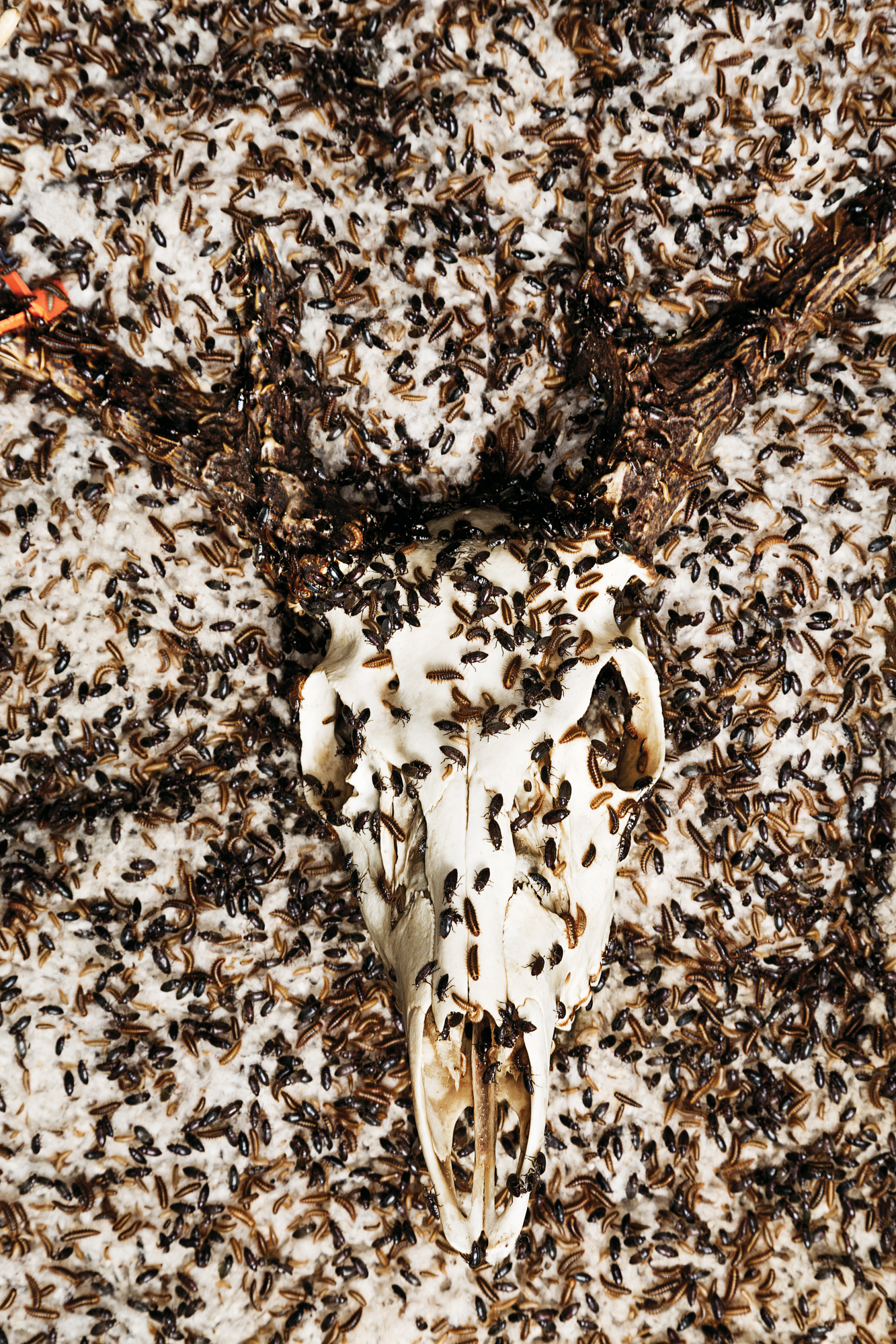 Taxidermy beetles swarm a deer skull.