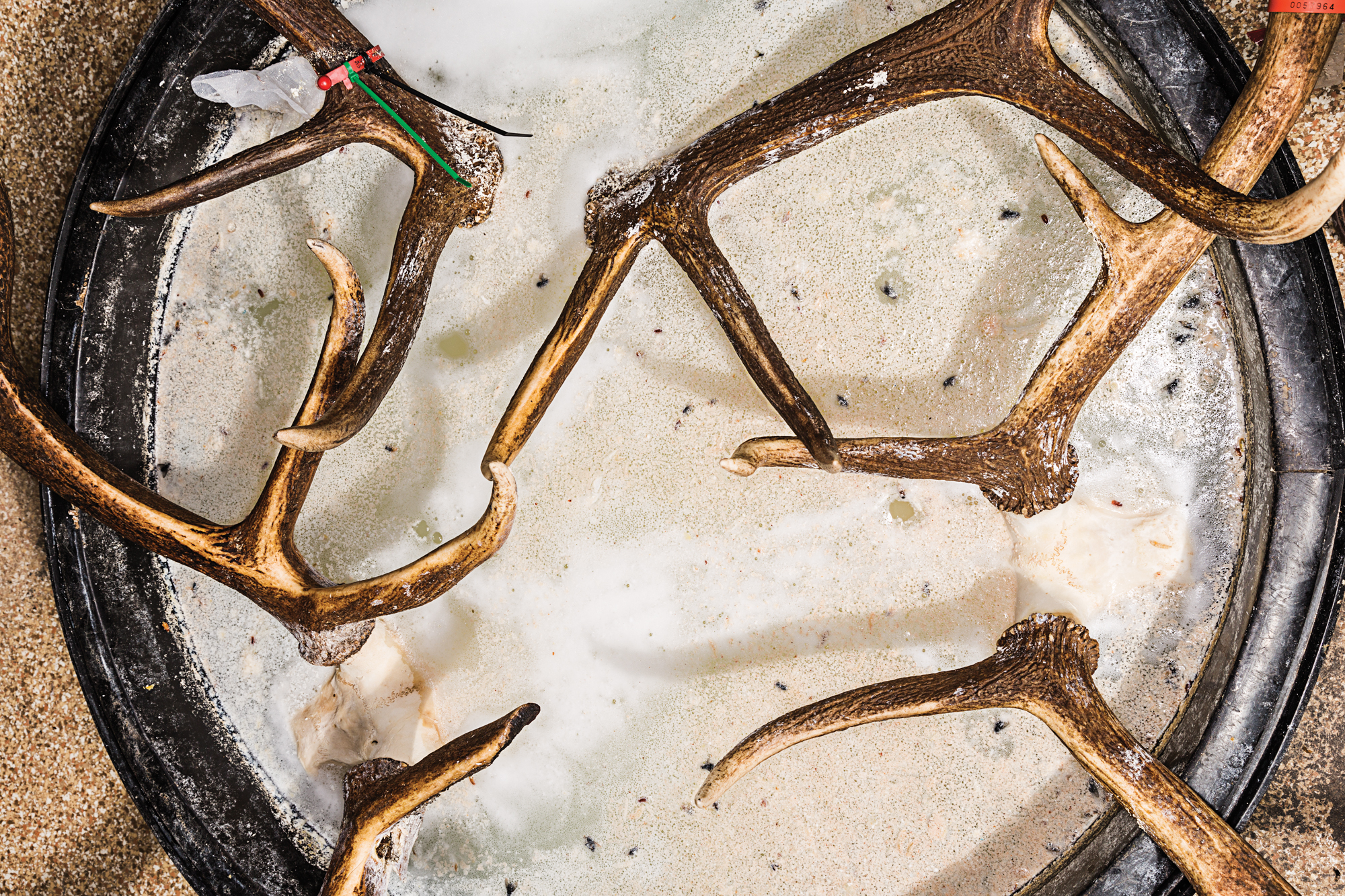 A round pot of elk skulls emerging from scummy water.