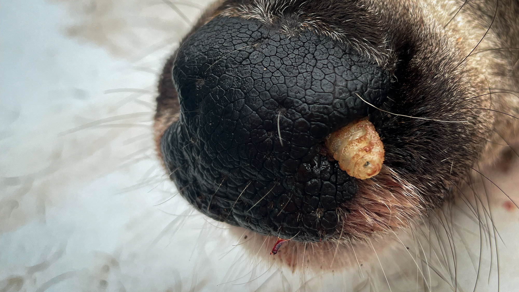 nasal botfly larvae in deer nose