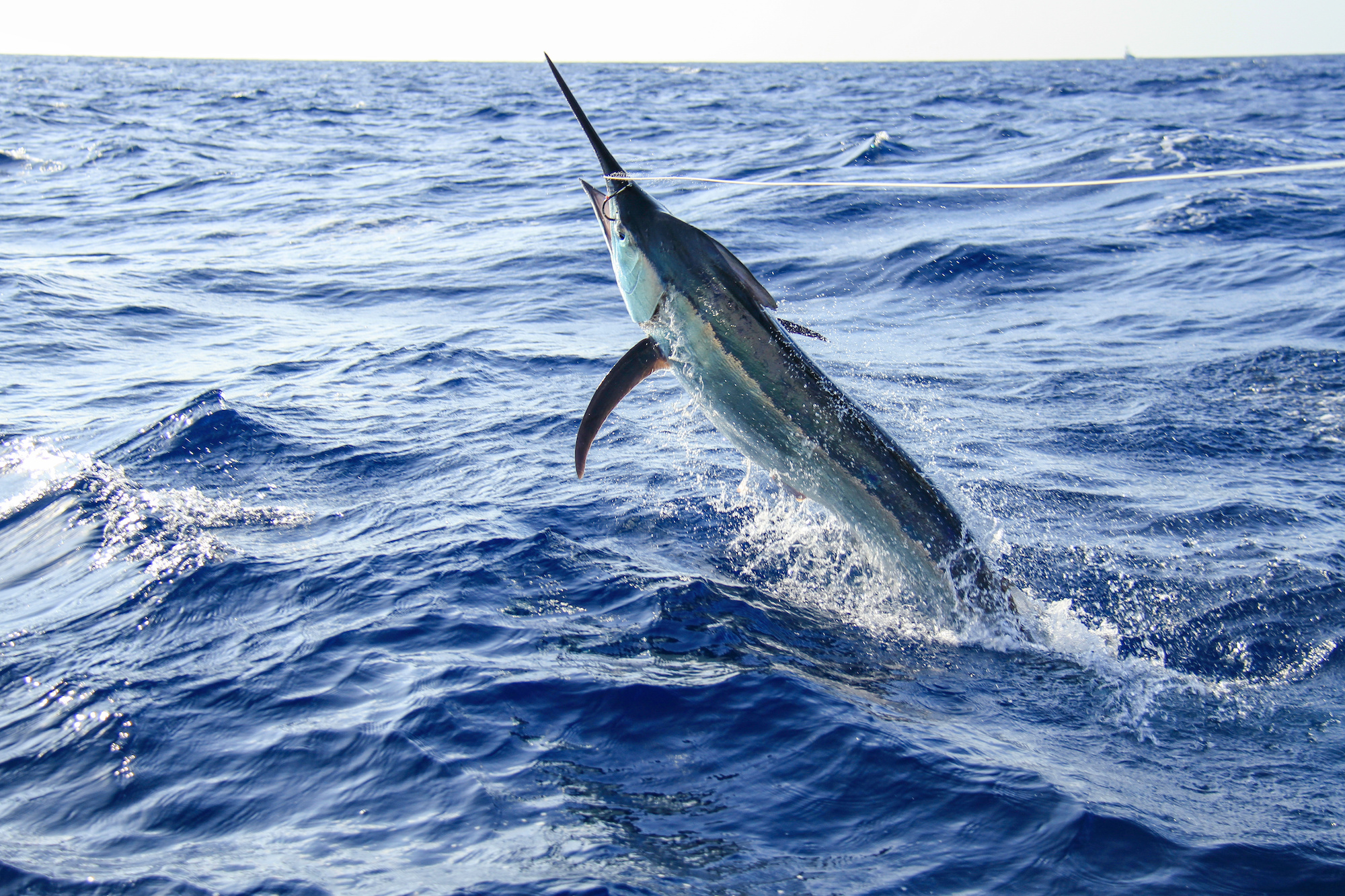 How to Go Marlin Fishing in Panamá: An Angler's Guide for 2024