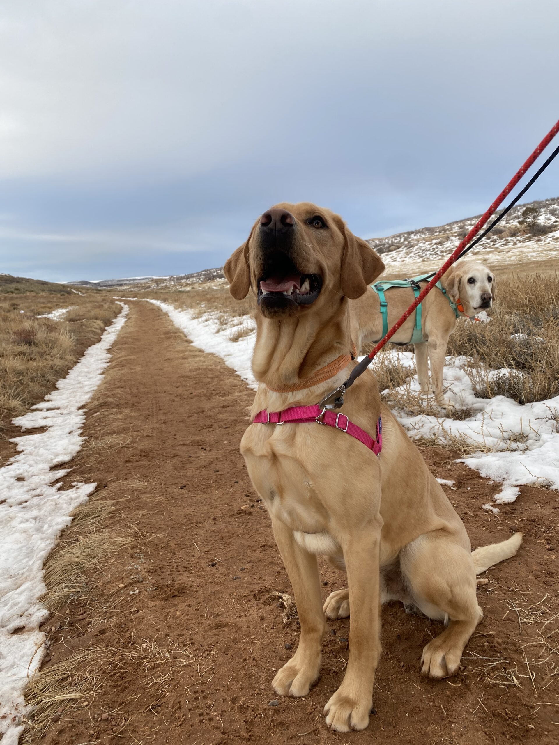 The Easy Walk No-Pull Harness discourages pulling by placing the attachment loop on the dog's chest.