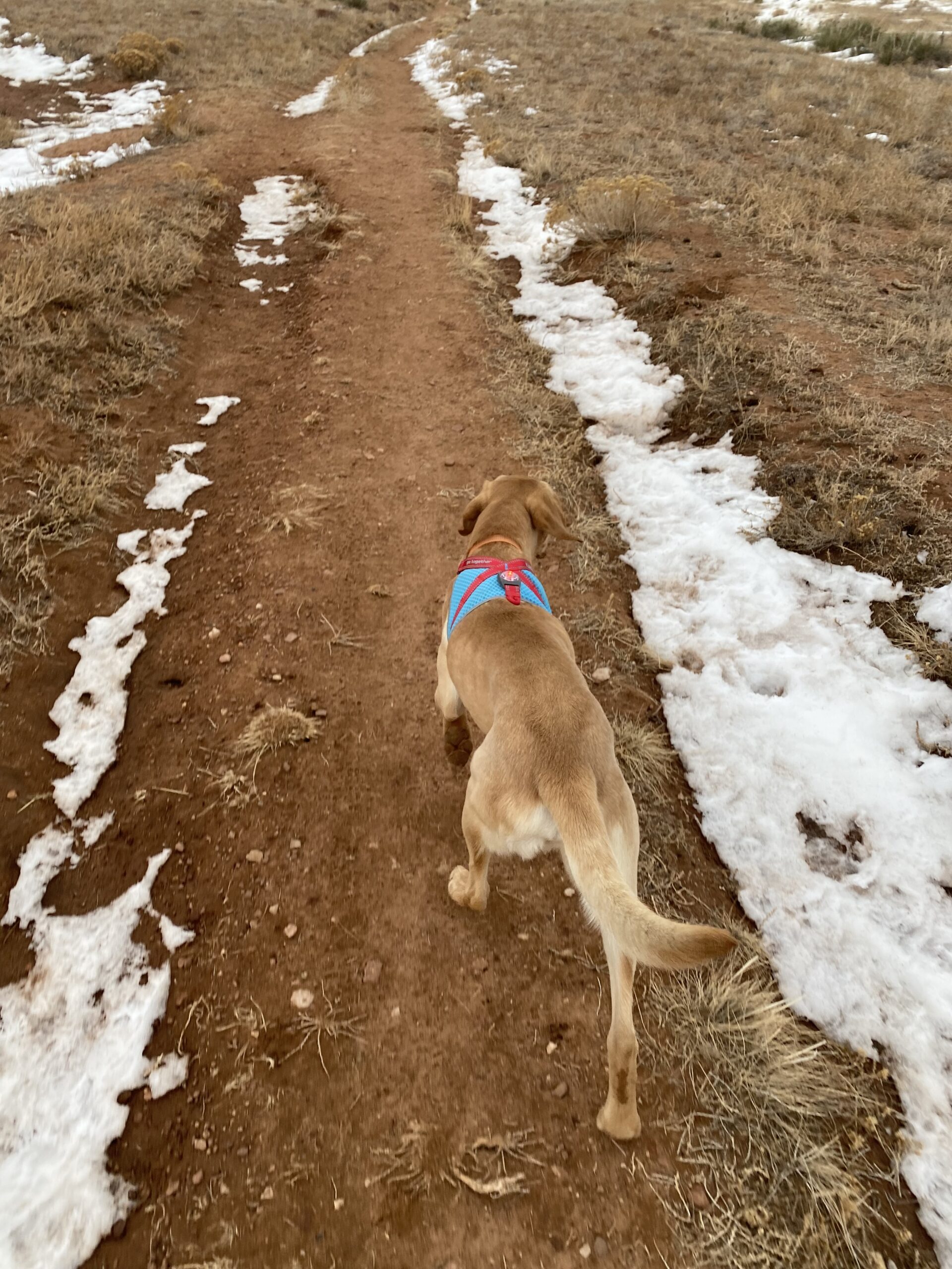 Dog tests the Kurgo On-Trail Run-Light Vest.