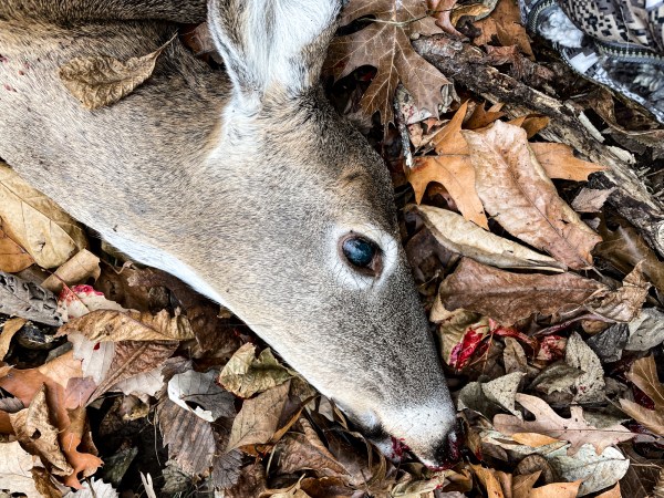 Viral Articles Claim Two ‘Hunters Died After Consuming CWD-Infected Venison.’ Here’s What Really Happened
