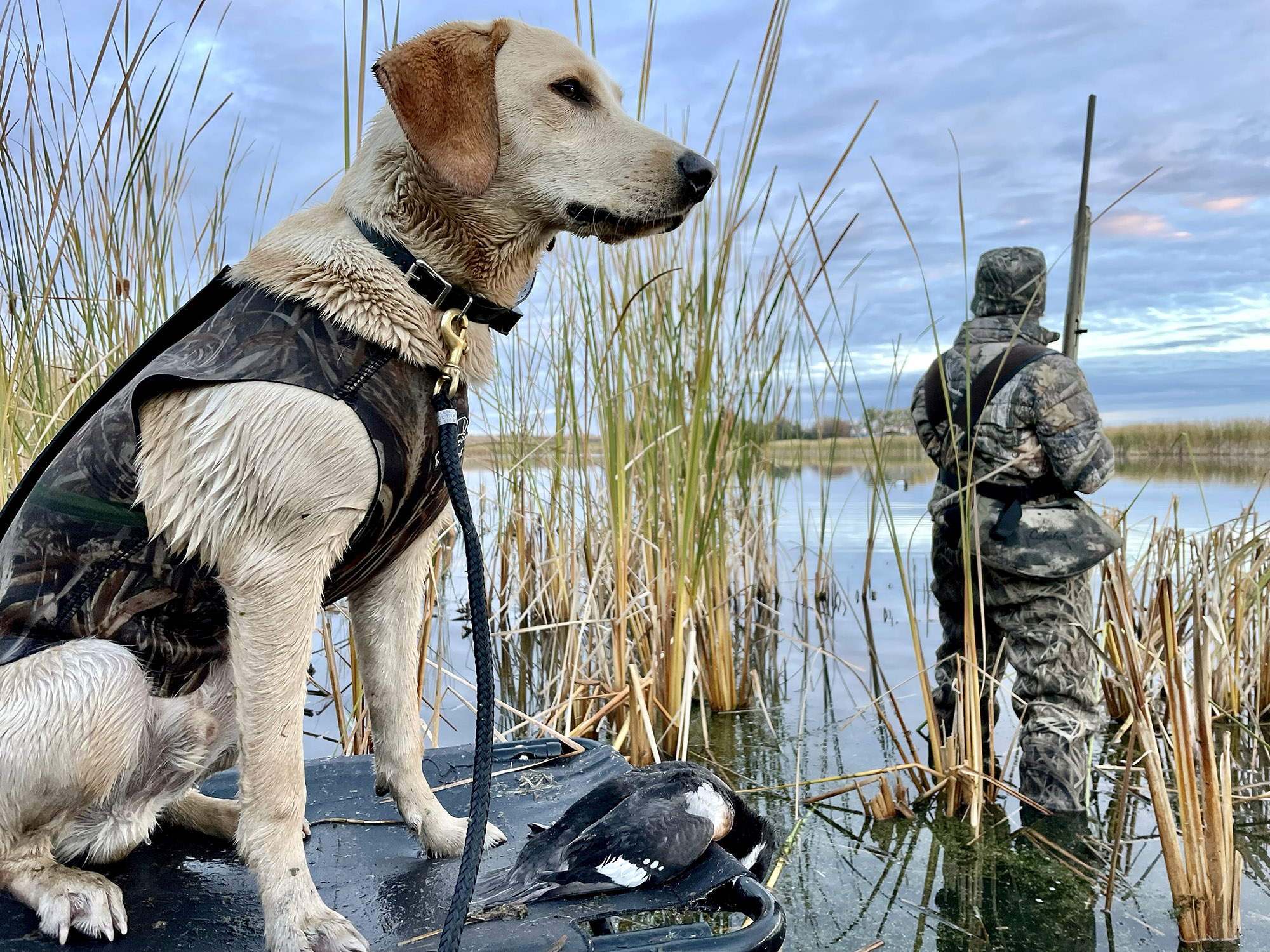 A young duck dog sits on a platform stand while hunting.