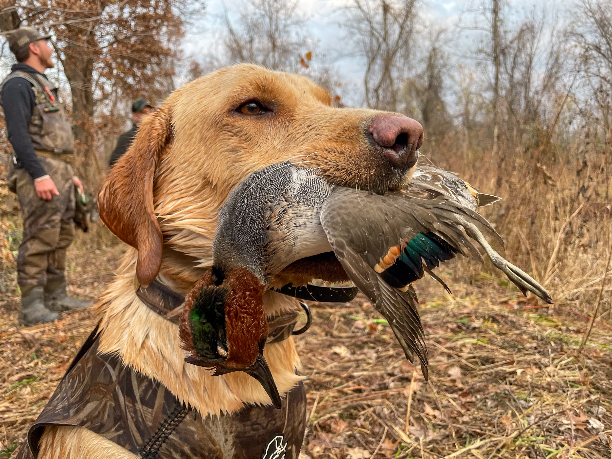 A yellow Lab holds a nice teal.