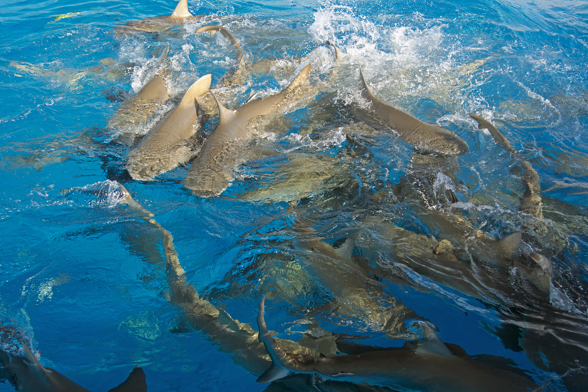 Sharks boiling in a feeding frenzy at the water's surface.