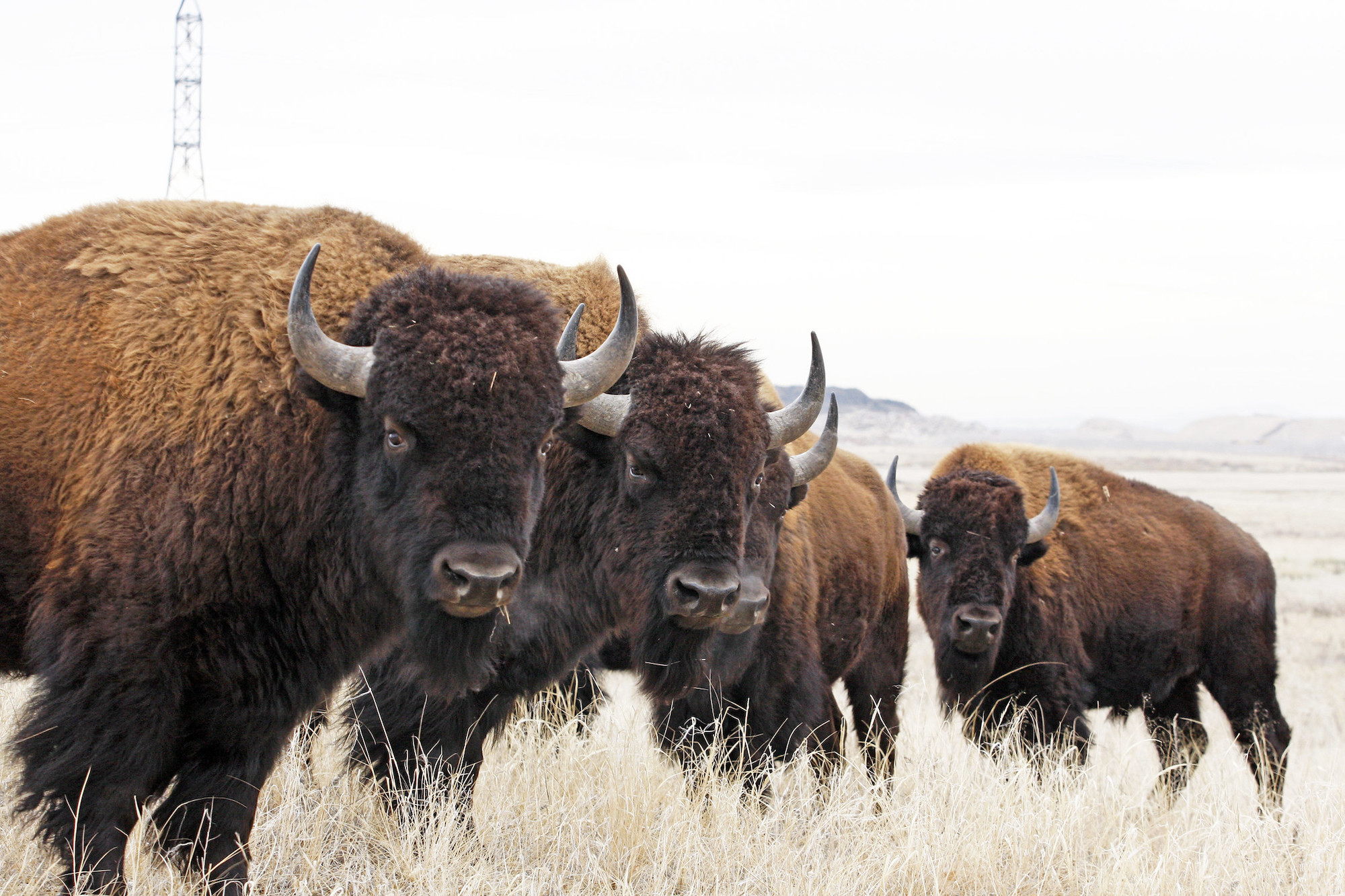 American Prairie purchases land next to tribe, waterfowl preserve