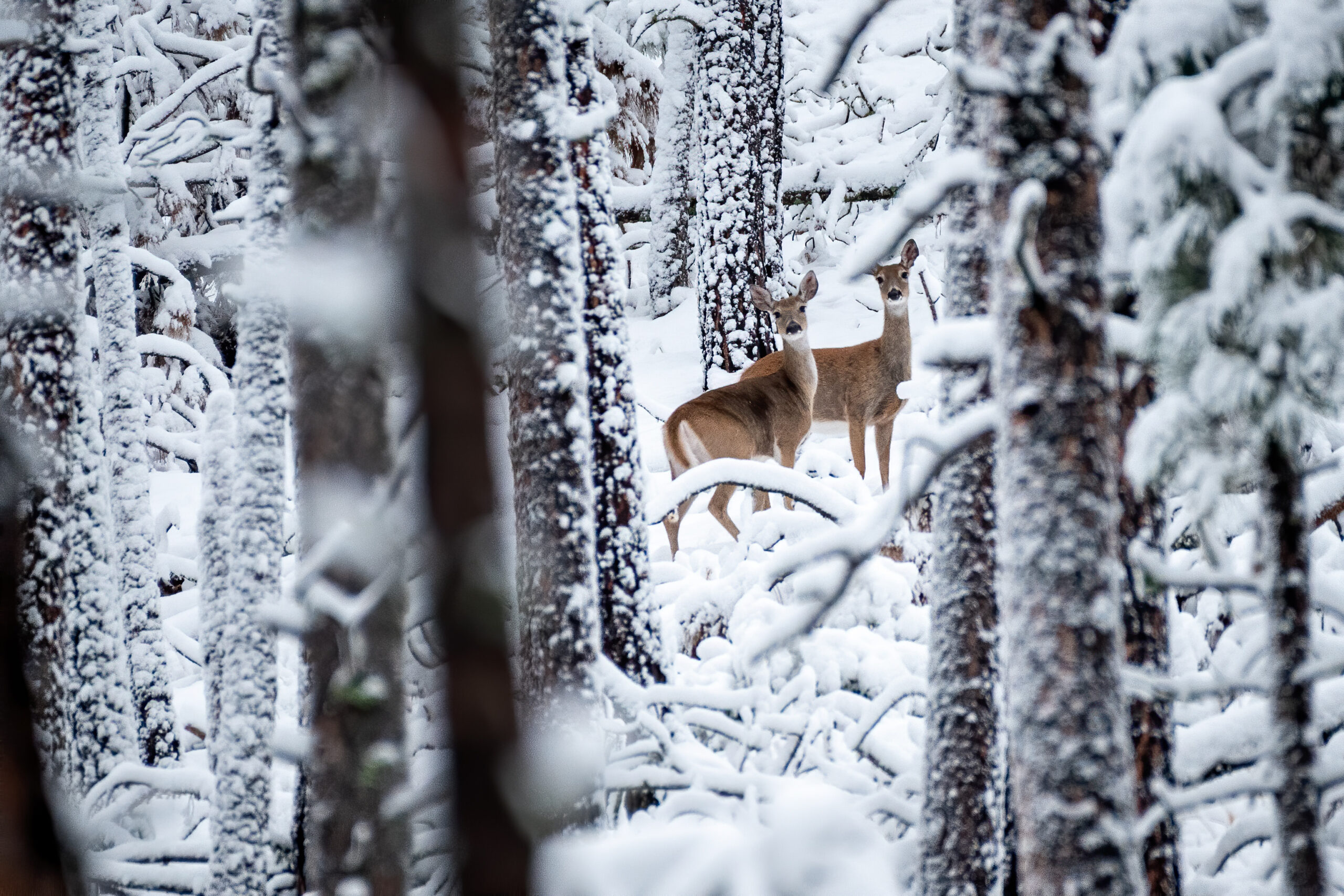 Snow makes life difficult for deer