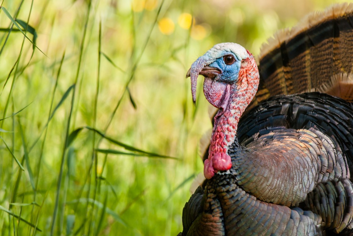 Turkey Vision: Here's How Turkeys See | Outdoor Life