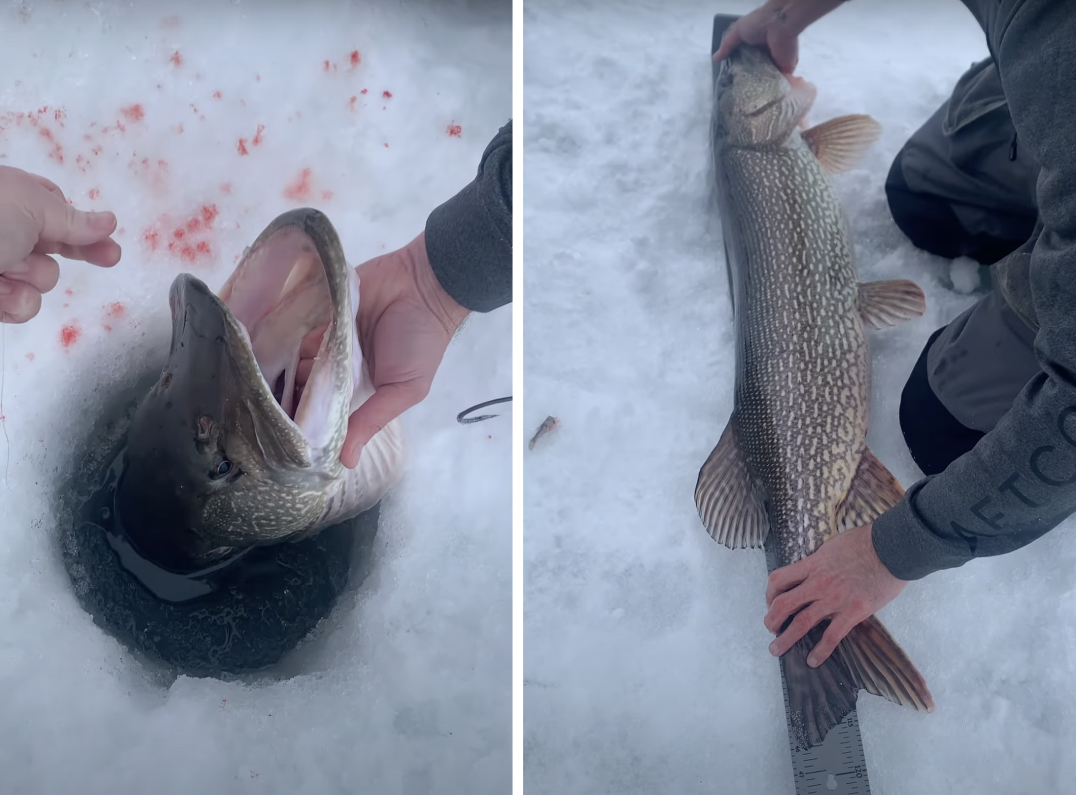 Minnesota state-record pike.