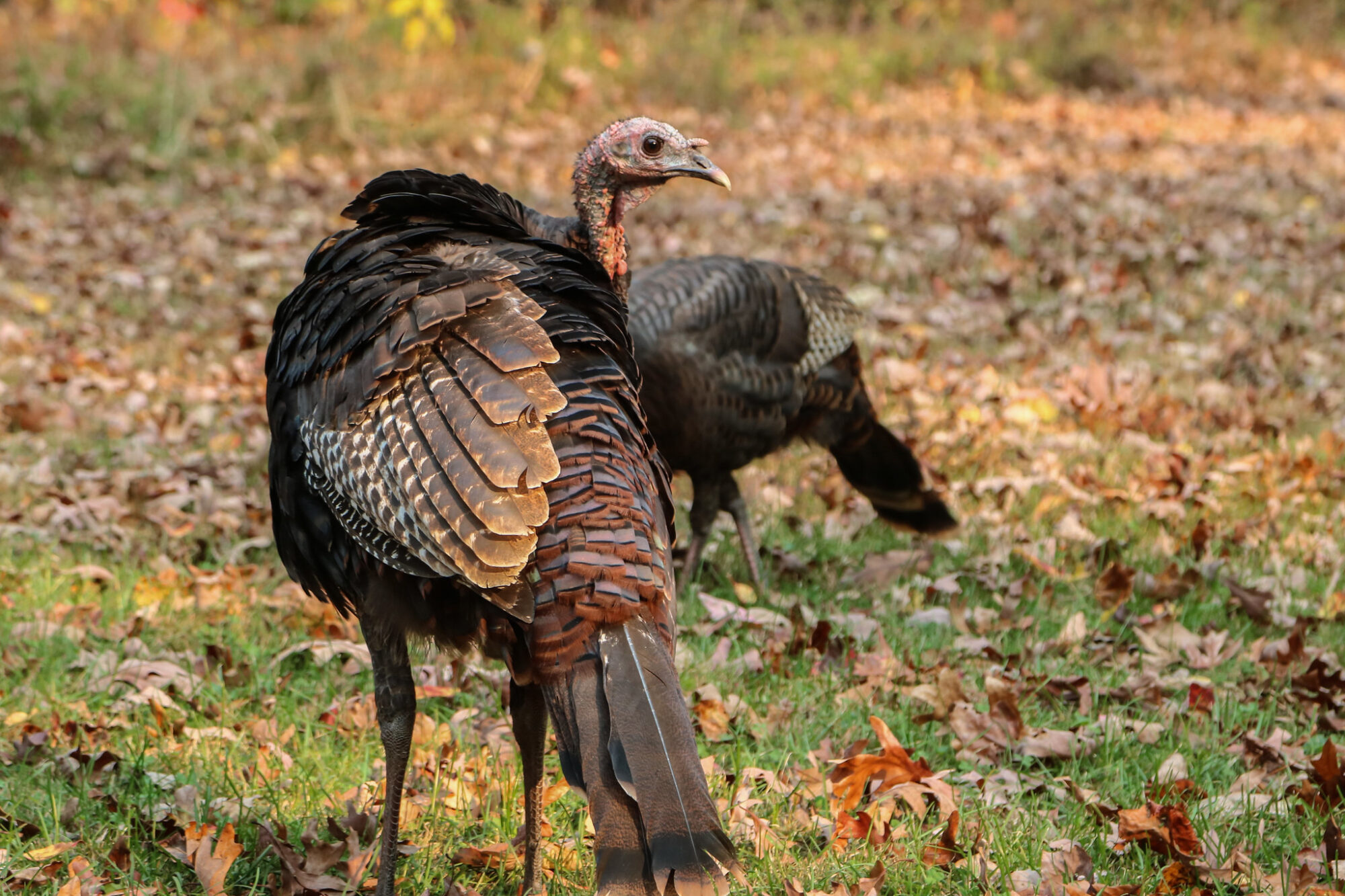 Wild turkey with snood