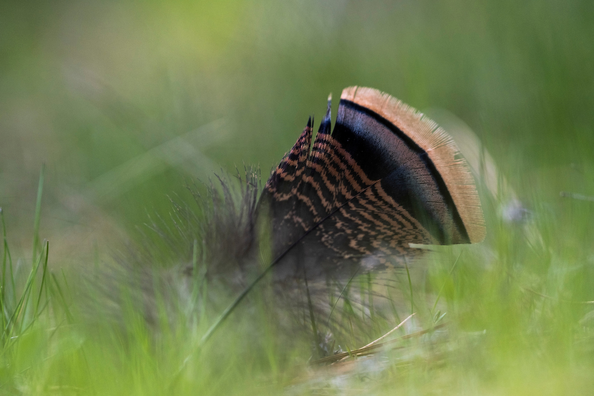 wild turkey feather