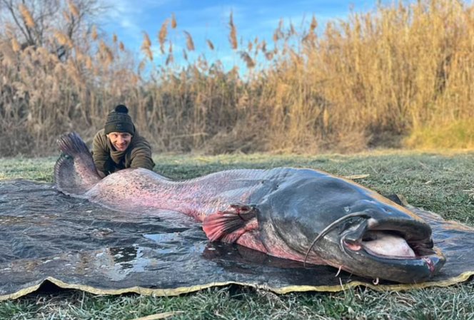 wels catfish river ebro