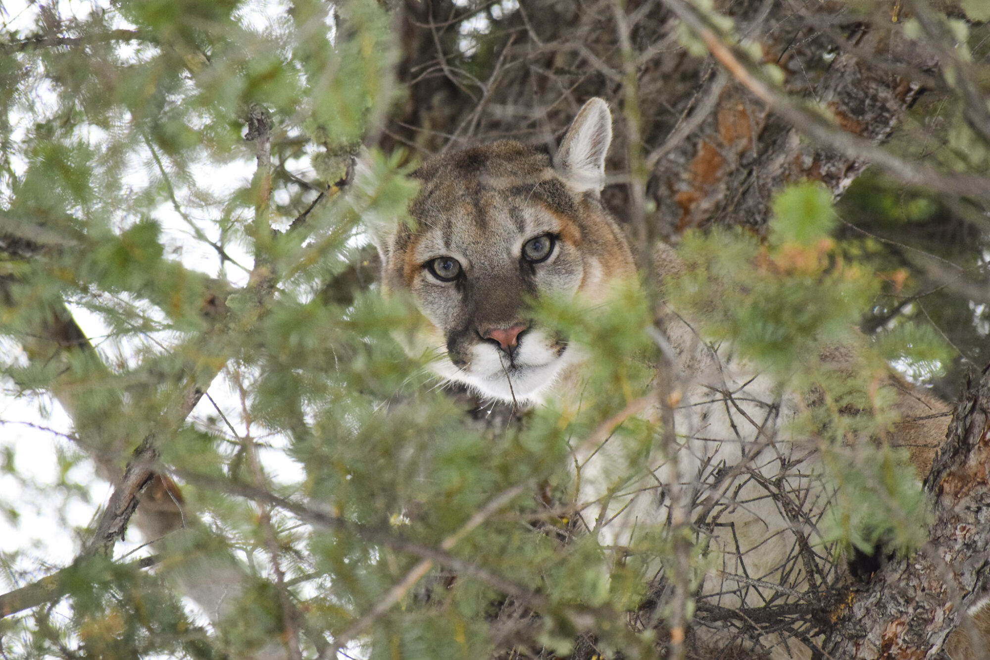 mountain lion attacks man in hot tub