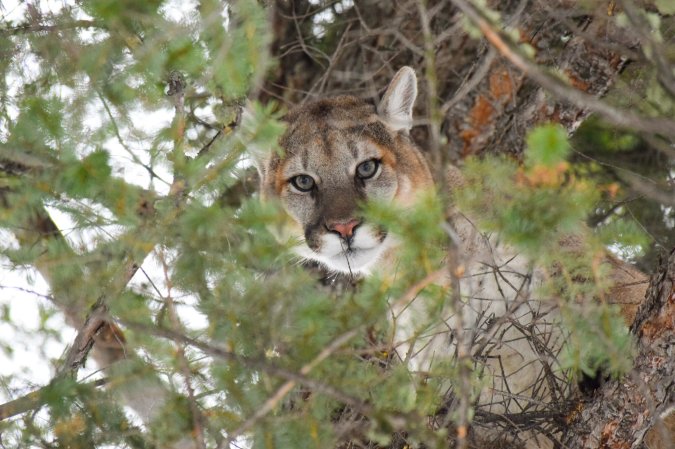 mountain lion attacks man in hot tub