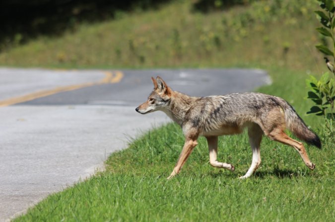 ohio coyote 1