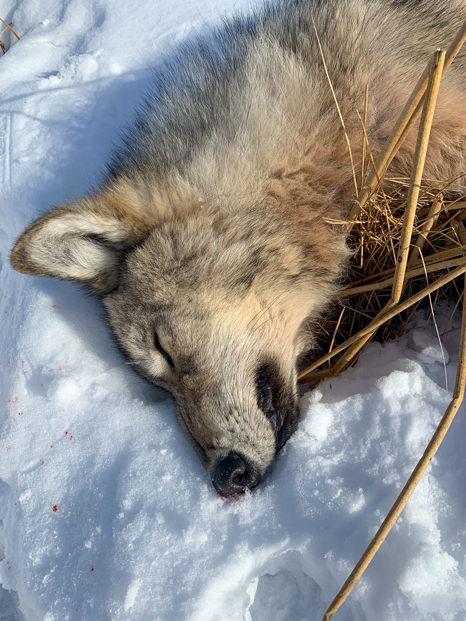 Winter Bait (Fox & Coyote) - Broad Mountain Bait