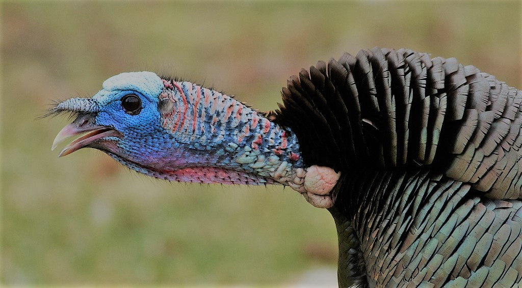 wild turkey gobbling