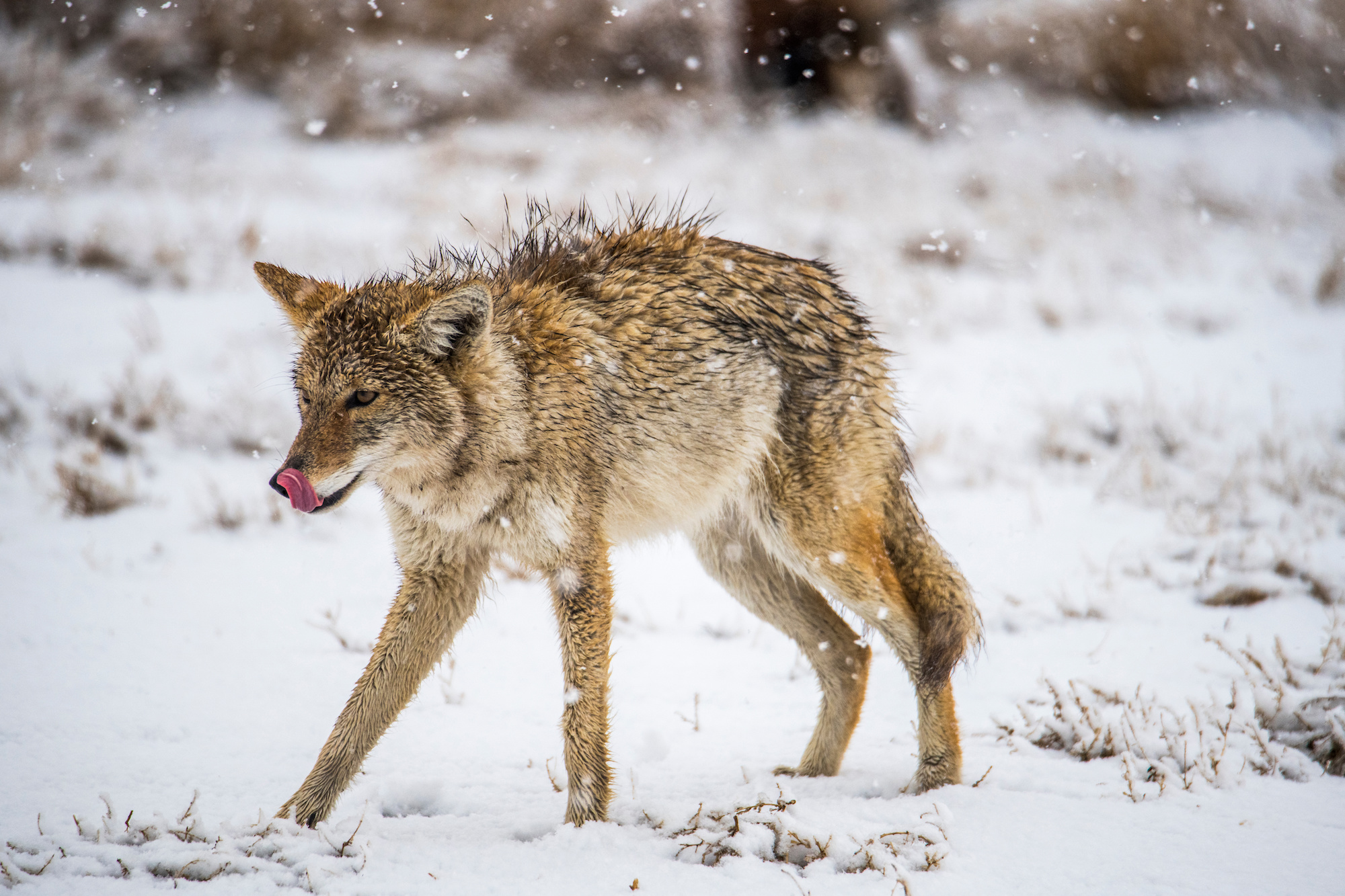 do coyotes attack humans