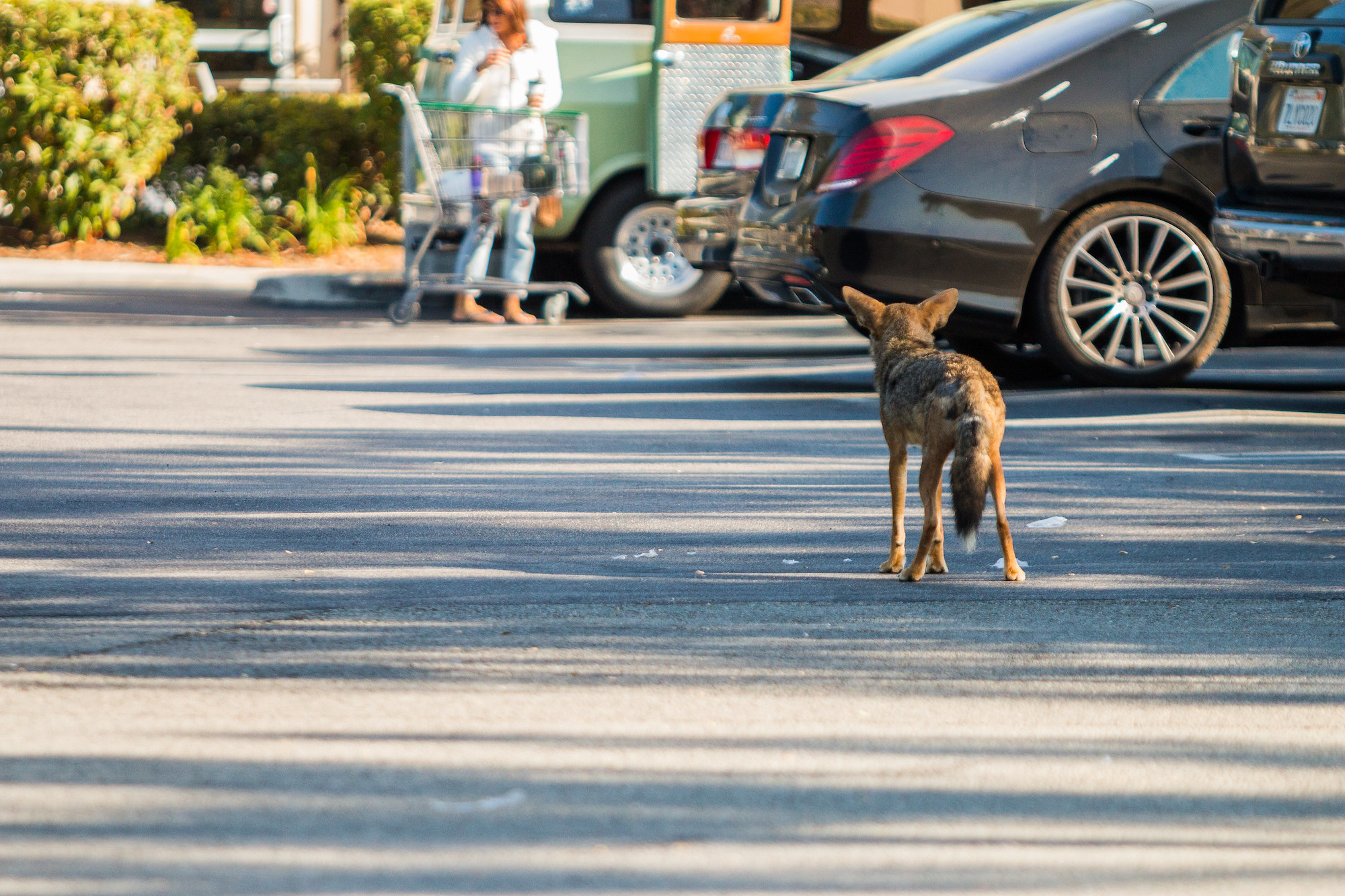 do coyotes attack humans 3