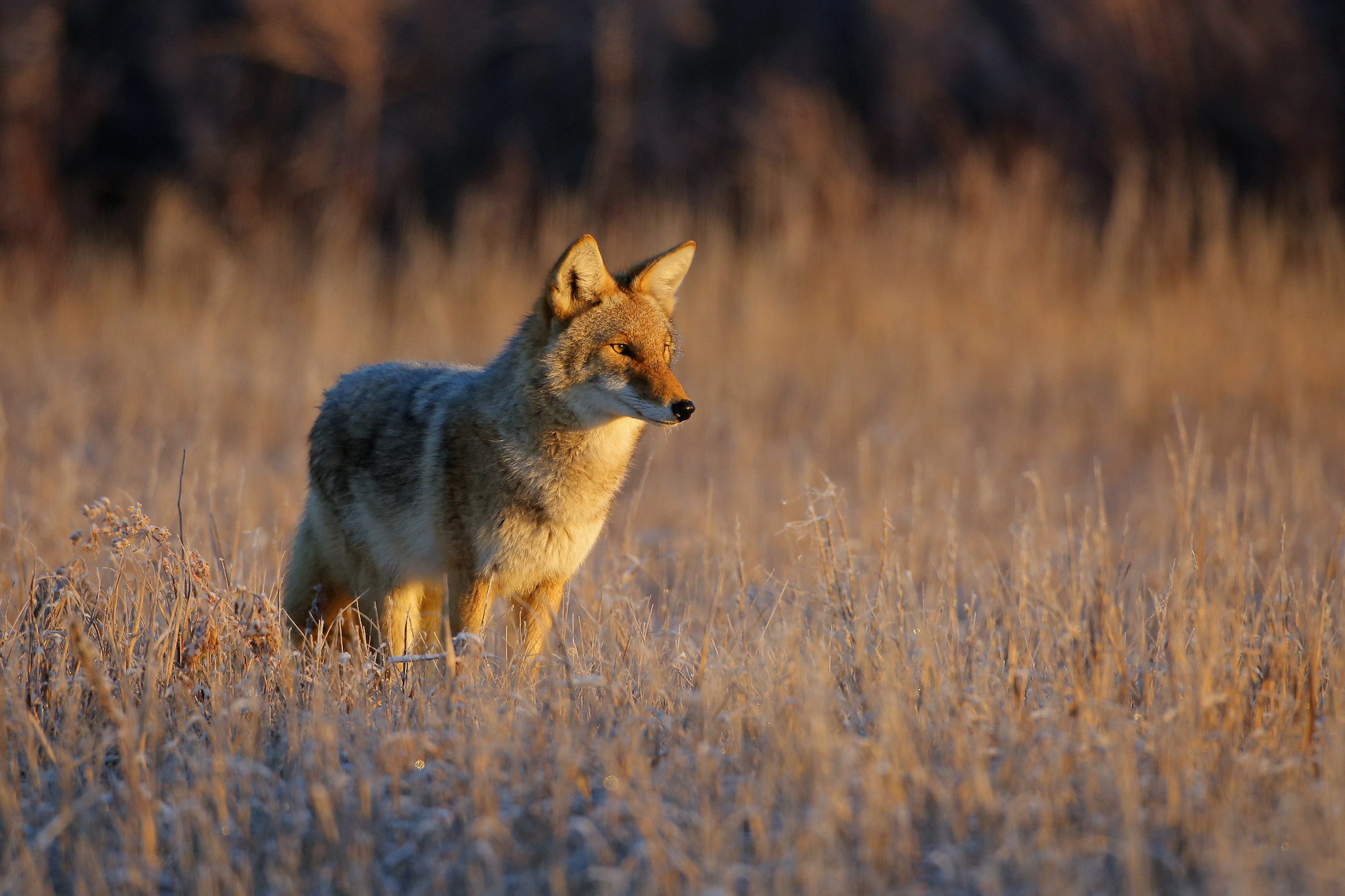 do coyotes attack humans 4