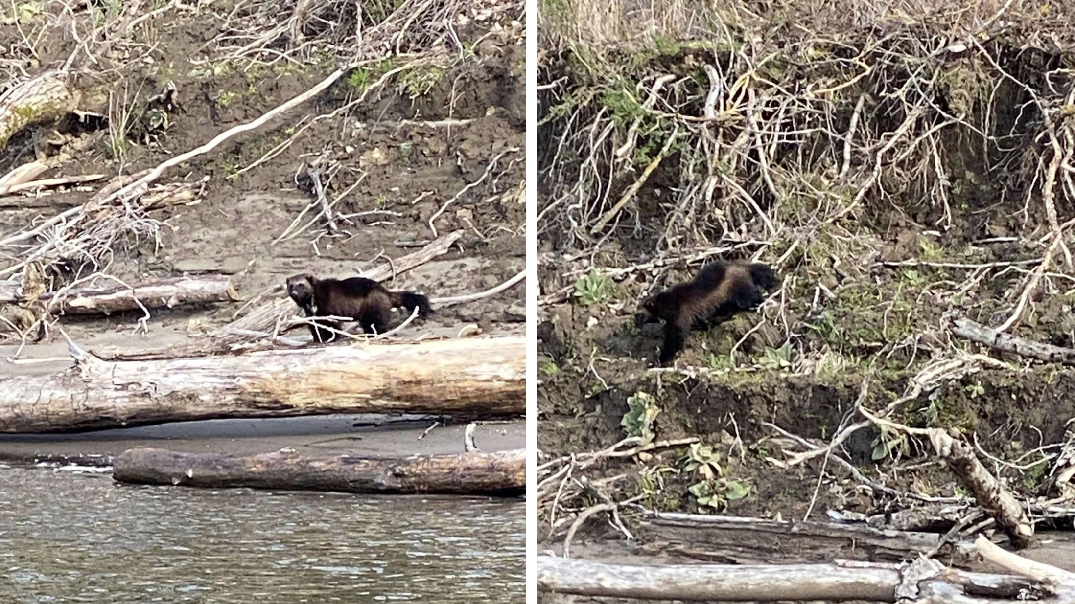 Wolverine spotted in Oregon