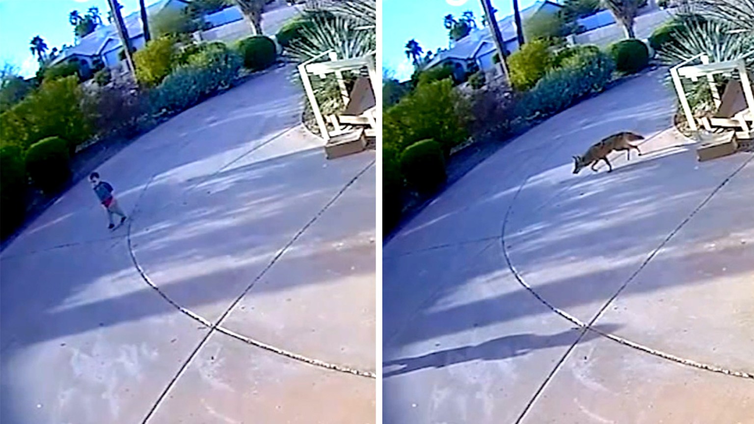 Coyote Attacks Two Toddlers in Arizona Suburb | Outdoor Life