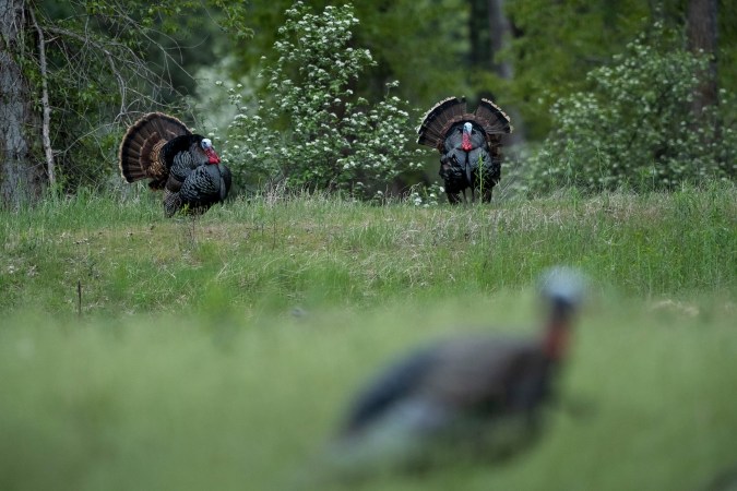 ‘The Gobbler Party’ Is One of Charlie Elliott’s Best Turkey Hunts, from the Archives