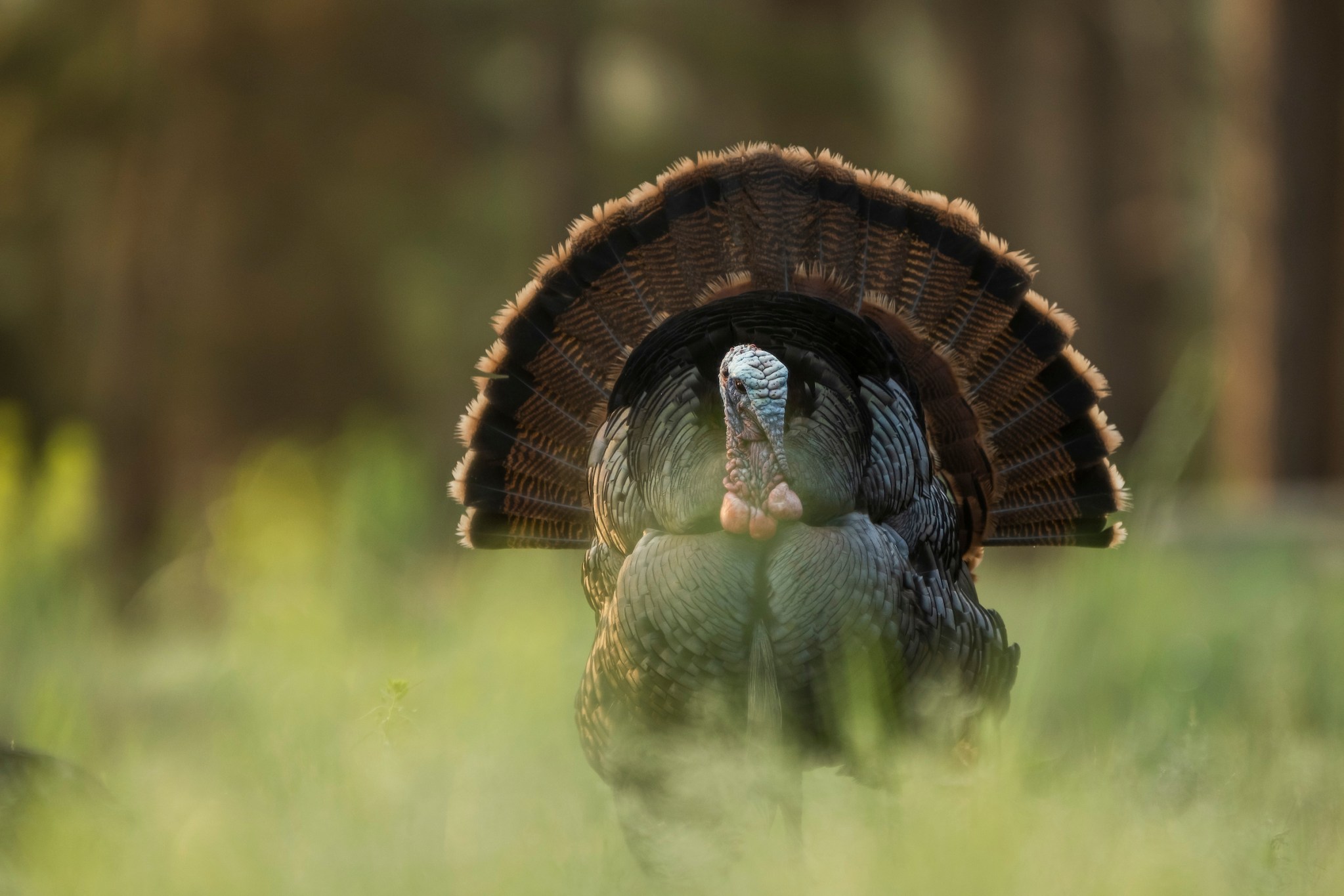 what time of day is best for turkey hunting