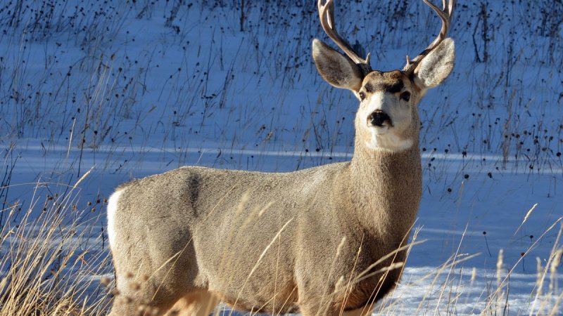 Deer Hunting at Every Distance