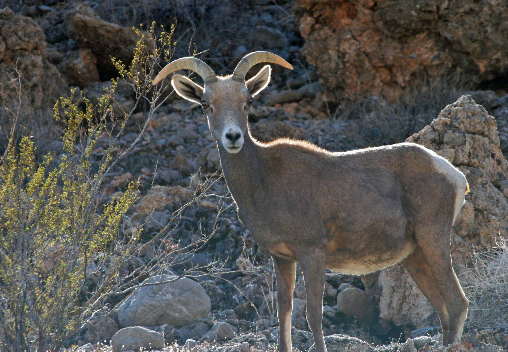 desert bighorn sheep in Nevada