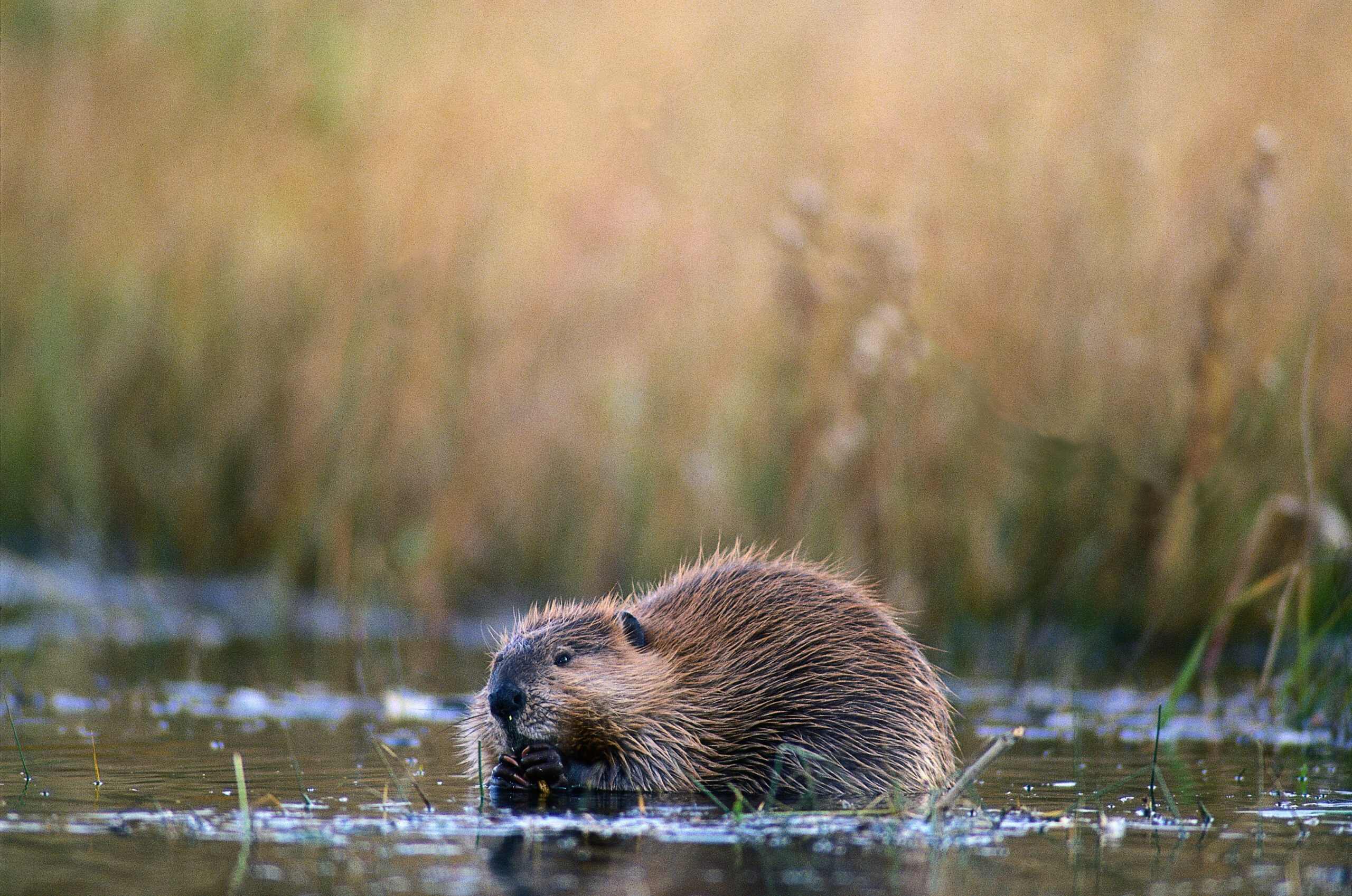 Beaver Trapping: How to Get Started